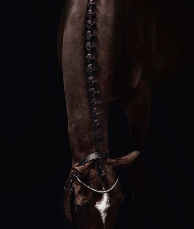 Retrato de caballo ecuestre