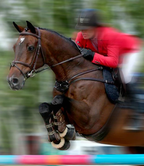 Jinete ecuestre saltando obstáculo a caballo