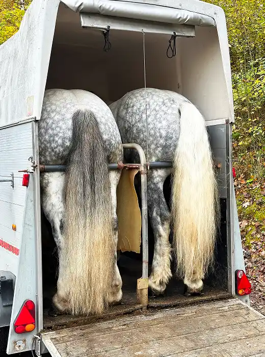 Transporte de caballos en remolque